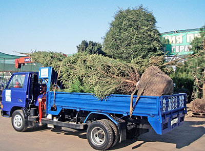 Перевозка деревьев манипулятором Москва